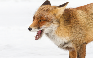 What Does The Fox Say?